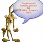 coyote4..jpg