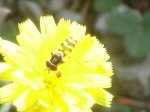 BagÃ -Gisclareny.parc del CadÃ­-MoixerÃ³ 088.JPG