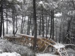 DSC09737..JPG