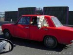 caballo_en_coche..jpg