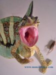 camaleon amenaza..jpg
