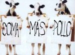 vacas..jpg
