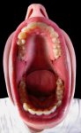 3259_Boca_abierta..jpg
