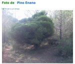 pino nano..jpg