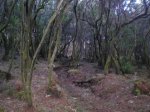 VIAJE TENERIFE 1 DE&.jpg