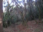 VIAJE TENERIFE 1 DE&.jpg