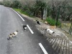 Gatos Cazorla..jpeg