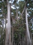 VIAJE TENERIFE 1 DE&.jpg