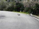Gatos cazorla (2)&#4.jpeg