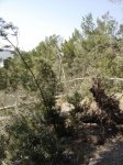 arboles..jpg