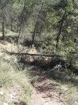 arboles2..jpg