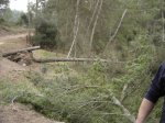 arboles3..jpg