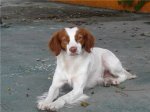 Perrita en Nerja..jpeg