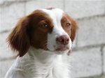 Perrita en Nerja .jpeg