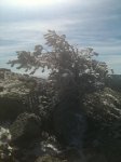 Jarosa 008..jpg