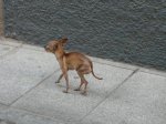 Fliky en CÃ¡ceres&#46.jpeg
