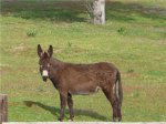Burro..jpeg