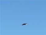 CigÃ¼eÃ±a en vuelo&#4.jpeg