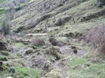 colla pelugano-ca&.jpg
