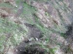 colla pelugano-ca&.jpg