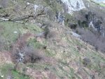colla pelugano-ca&.jpg