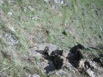 colla pelugano-ca&.jpg