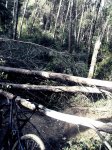 P1090175..jpg