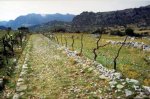 Benaocaz-road..jpg