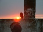 mochuelo 25..JPG