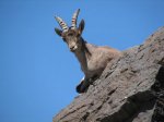 018-Cabra-montesa&#46.jpg