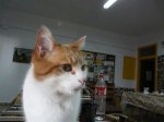 Gato albergue..jpeg