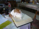 Gato albergue San&#.jpg