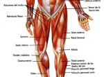 Musculos..png