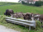 Burros en GÃ¼emes.jpeg