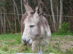 Burro en GÃ¼emes.jpeg