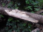 Afotos nuevas0270.jpg