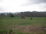 PICT0010.jpg