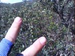 DSC00204.jpg