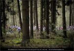 lbl10-woods.jpg