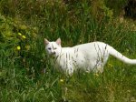 Gato blanco.jpg