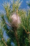 o_5053__40_a_2.jpg