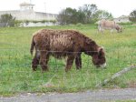 Burro peludo_850x638.JPG