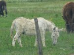 Burro blanco_850x638.JPG