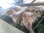 Imagen0363.jpg