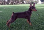 pinscher enano.jpg