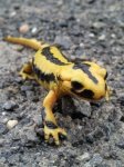 Lagarto.jpg