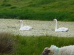 Cisnes en Rochefort_850x638.JPG