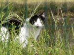 Gato en Mimizan Plage.jpg