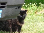 Gato en Pontenx.jpg