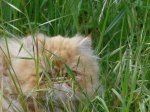 Gato en Royan 1.jpg